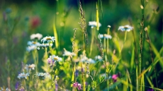 Fitoterapia, apropierea de Natura
