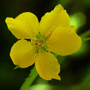 arbusti floriferi
