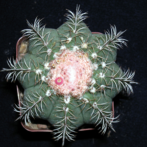 cactusi