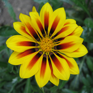 plante de gradina