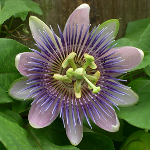 plante exotice