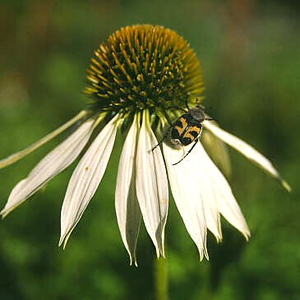plante medicinale