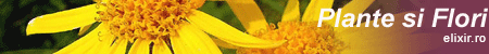 plante si flori