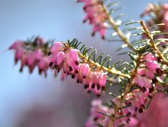 erica-gracilis-erica