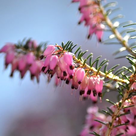 erica gracilis 5 - erica