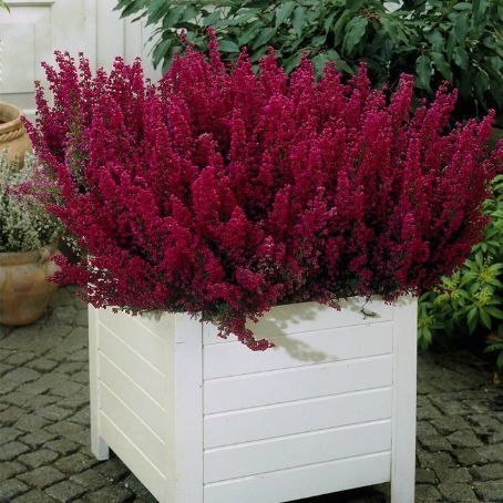 erica gracilis 3 - erica