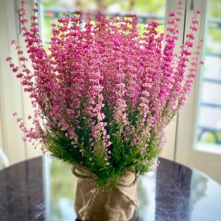 erica gracilis 4 - erica