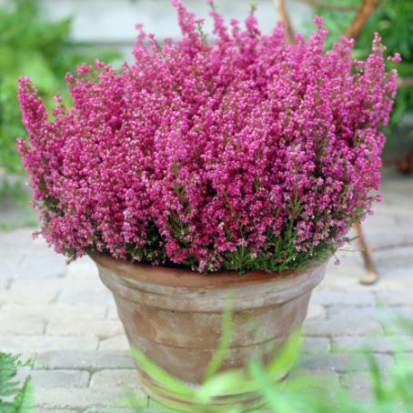 erica gracilis 1 - erica