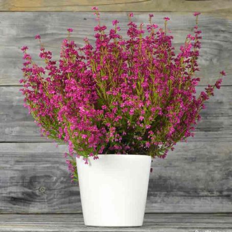 erica gracilis 6 - erica