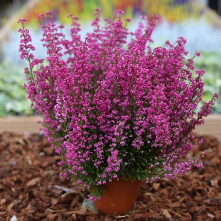 erica gracilis 2 - erica