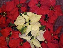 Euphorbia-Poinsettia-Steaua-Craciunului