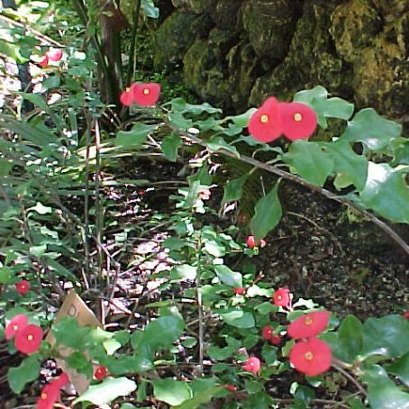 Euphorbia Poinsettia 2 - Steaua Craciunului