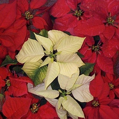 Euphorbia Poinsettia 3 - Steaua Craciunului