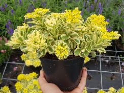 sedum-iarba-grasa