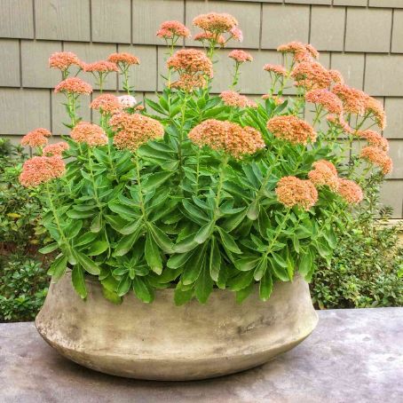sedum 3 - iarba grasa