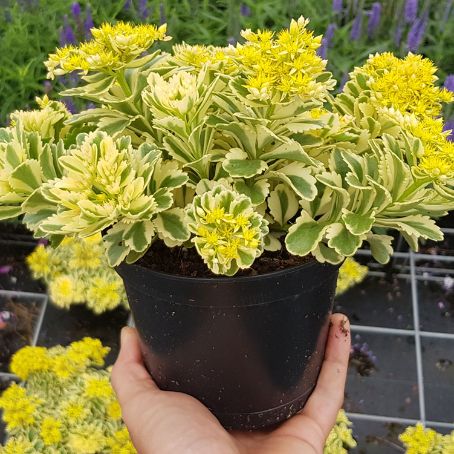 sedum 1 - iarba grasa