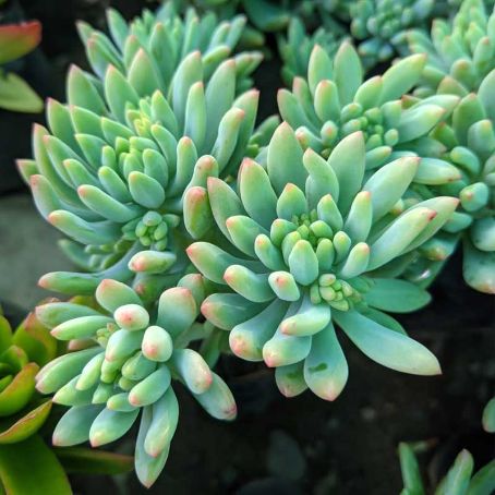 sedum 5 - iarba grasa