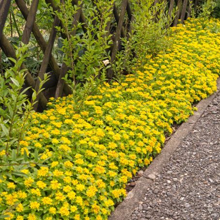 sedum 2 - iarba grasa