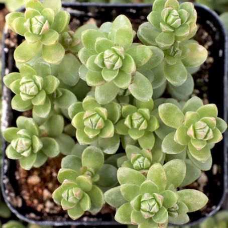 sedum 4 - iarba grasa