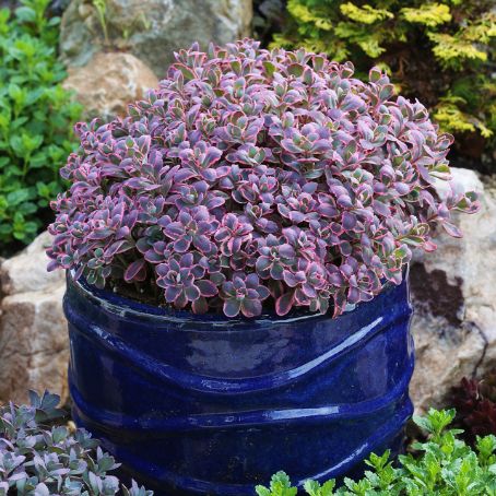 sedum 6 - iarba grasa