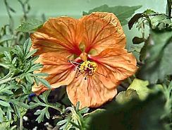 abutilon-adans-pristolnic
