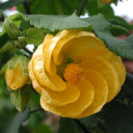 abutilon adans 4 - pristolnic