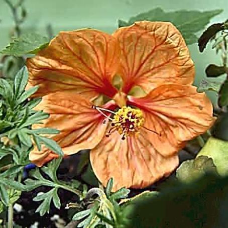 abutilon adans 1 - pristolnic