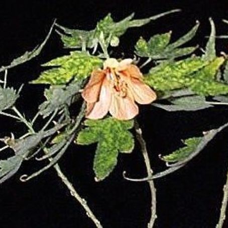 abutilon adans 2 - pristolnic
