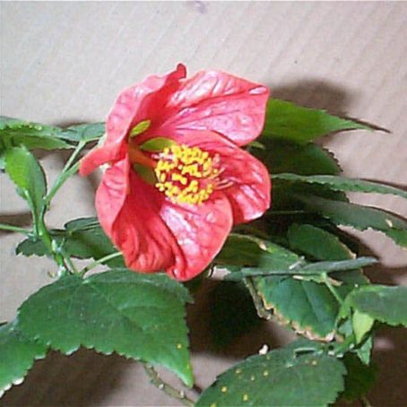 abutilon adans 3 - pristolnic