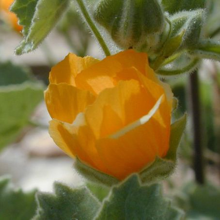 abutilon adans 5 - pristolnic
