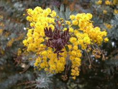acacia-acacia