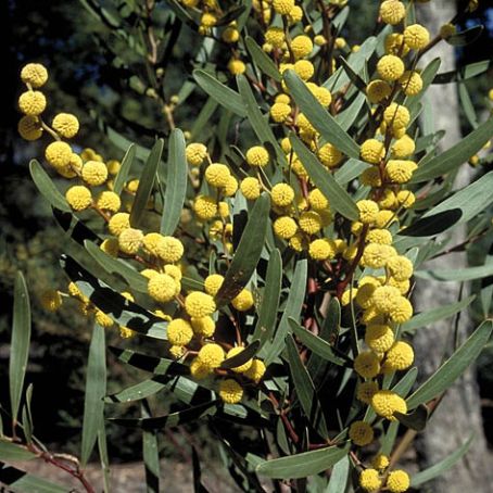 acacia 3 - acacia