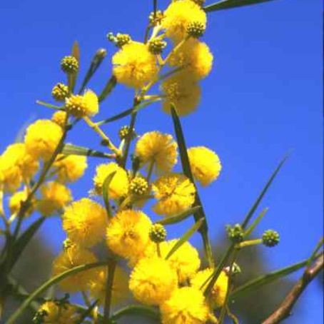 acacia 1 - acacia