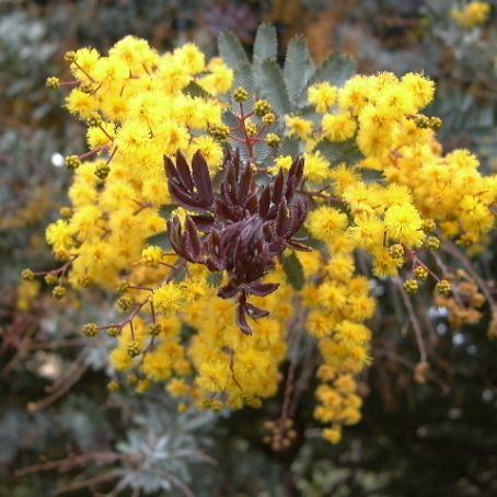 acacia 4 - acacia