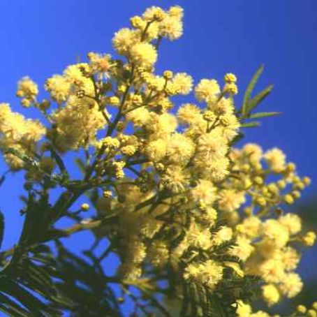 acacia 2 - acacia