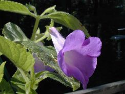 achimenes-achimenes