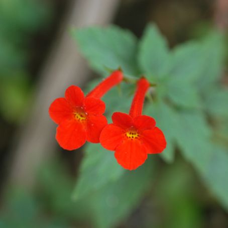 achimenes 2 - achimenes