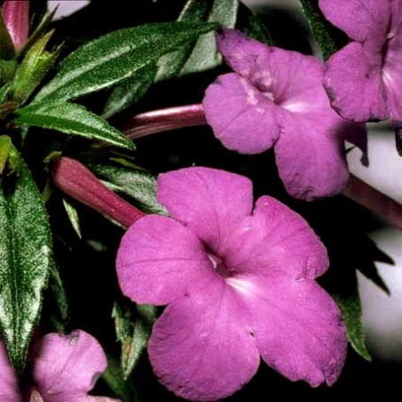 achimenes 1 - achimenes