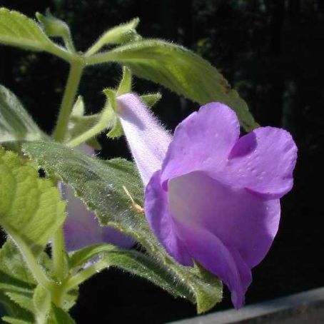 achimenes 4 - achimenes