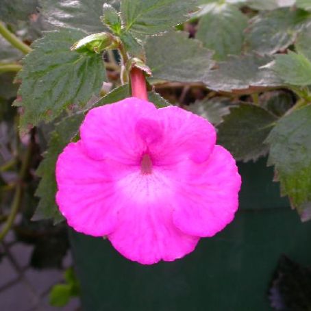 achimenes 3 - achimenes