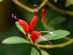 ../plante-si-flori/photos/apartament/aeschynanthus-8071895.jpg