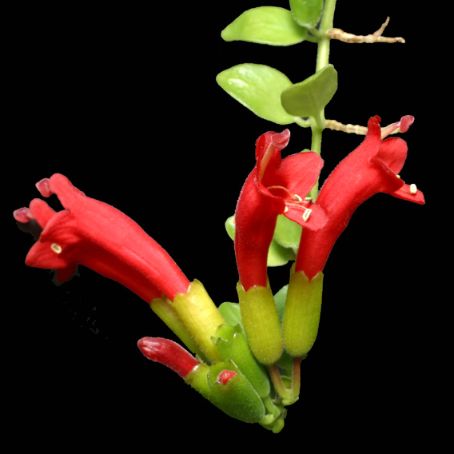 aeschynanthus 5 - eschinantus
