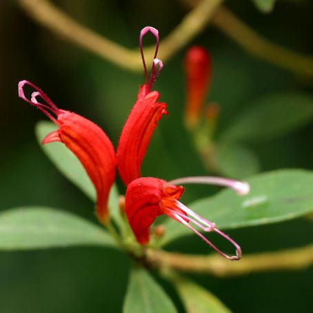 aeschynanthus 1 - eschinantus