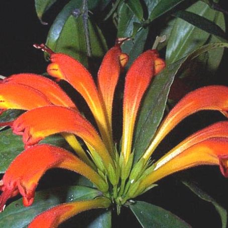 aeschynanthus 3 - eschinantus