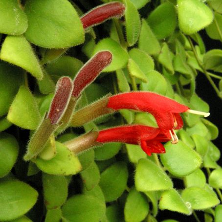 aeschynanthus 4 - eschinantus