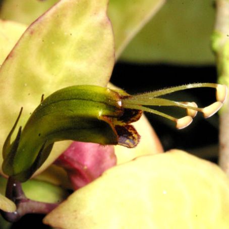 aeschynanthus 2 - eschinantus