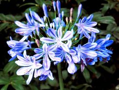 agapanthus-crin-albastru