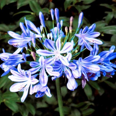 agapanthus 3 - crin albastru