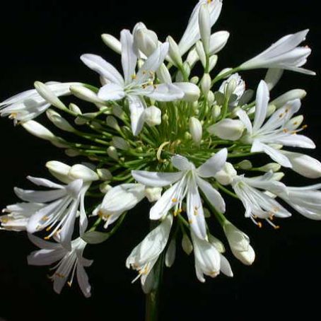 agapanthus 1 - crin albastru