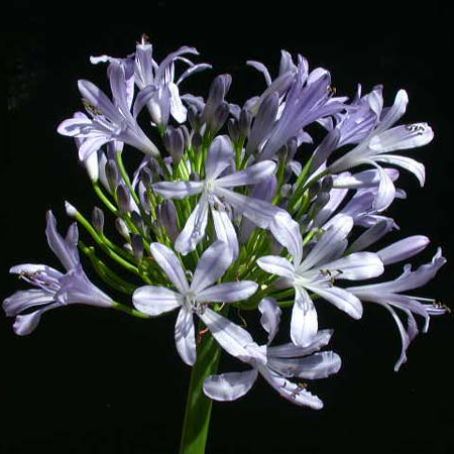 agapanthus 4 - crin albastru